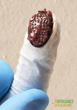 Image of Soft K-Cot.